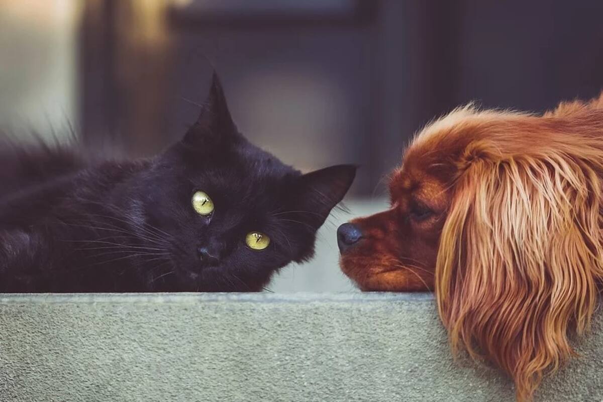 Naucalpan prohíbe comercialización de animales