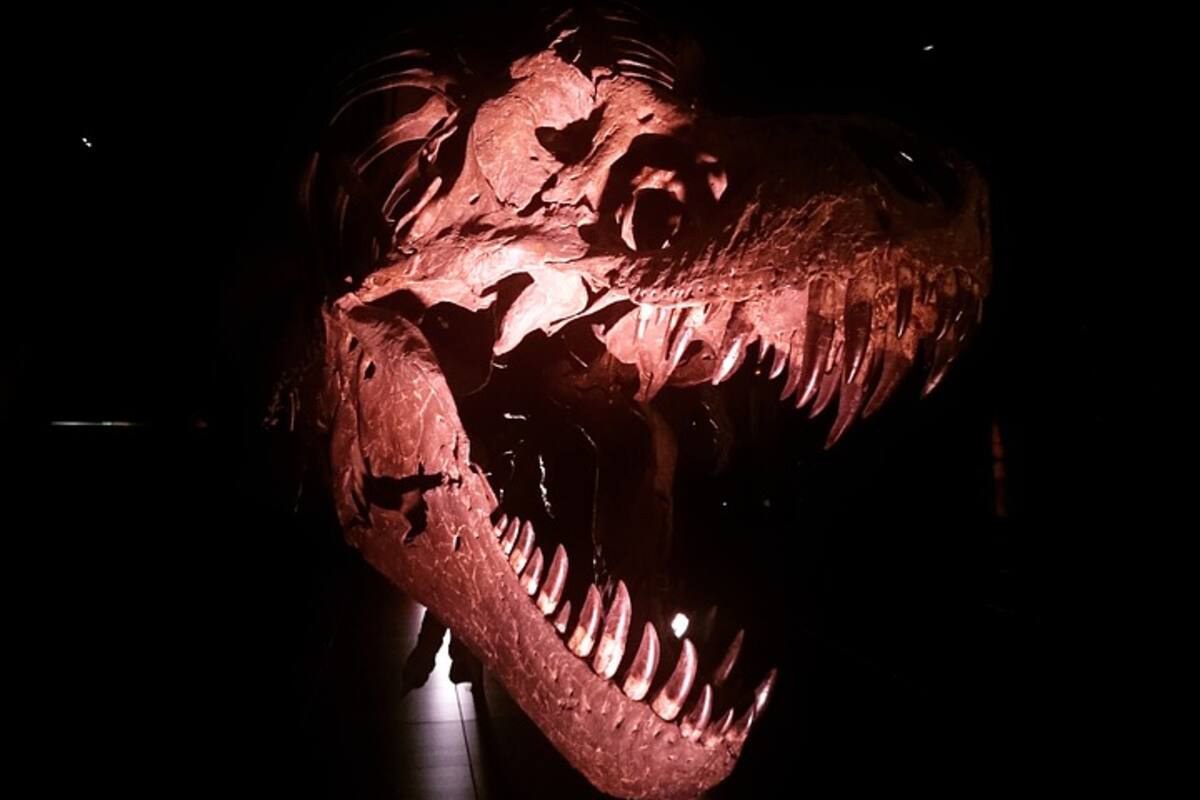 Dinosaurio localizado en España en 1993, revela nuevos conocimientos sobre la evolución