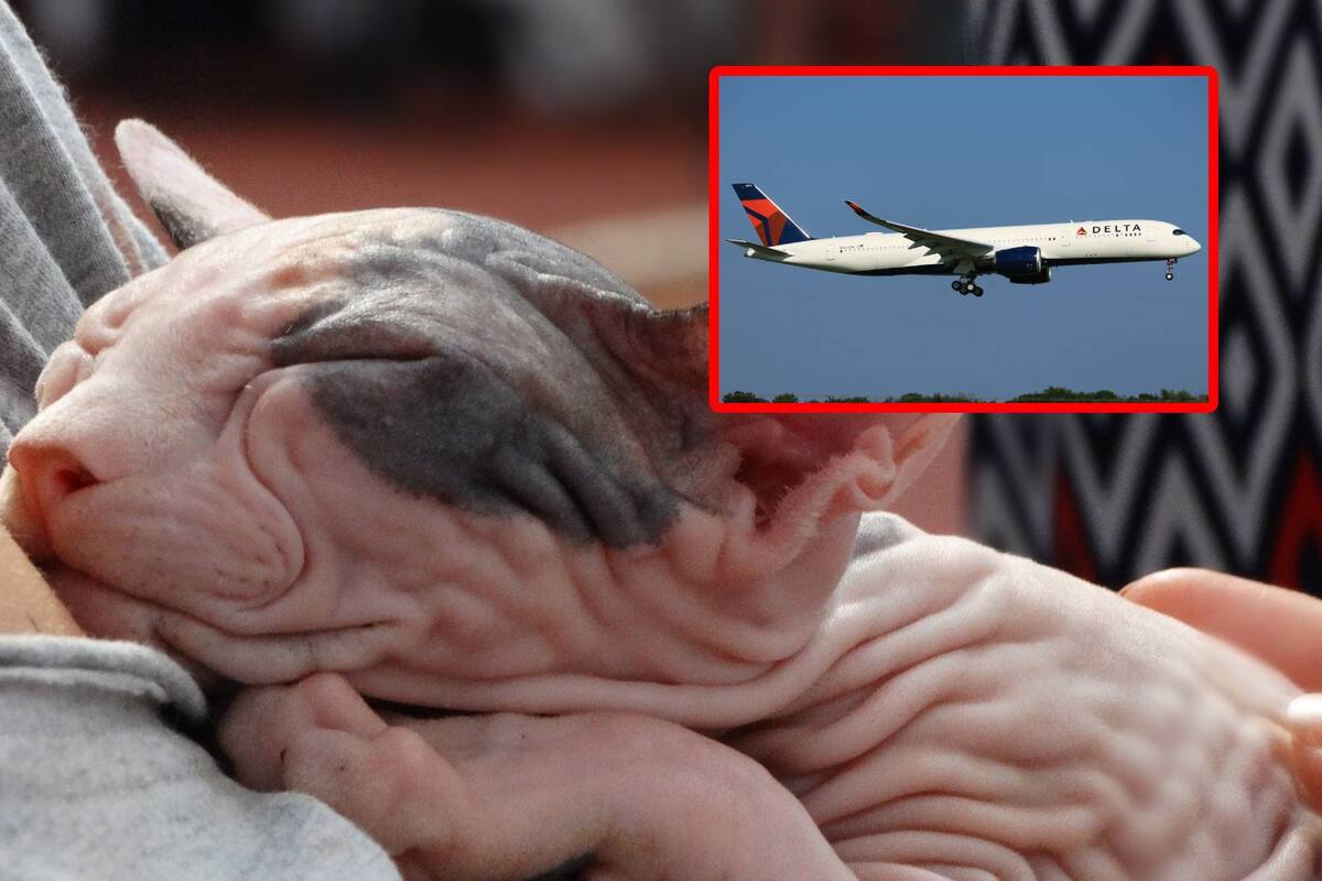 Mujer amamanta a su gato en pleno vuelo; lo tenía envuelto en una manta para bebé