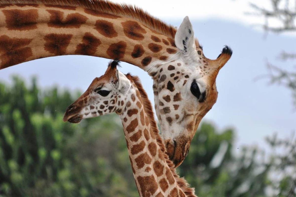 Jirafas, a un paso más cerca de la extinción, según la UICN