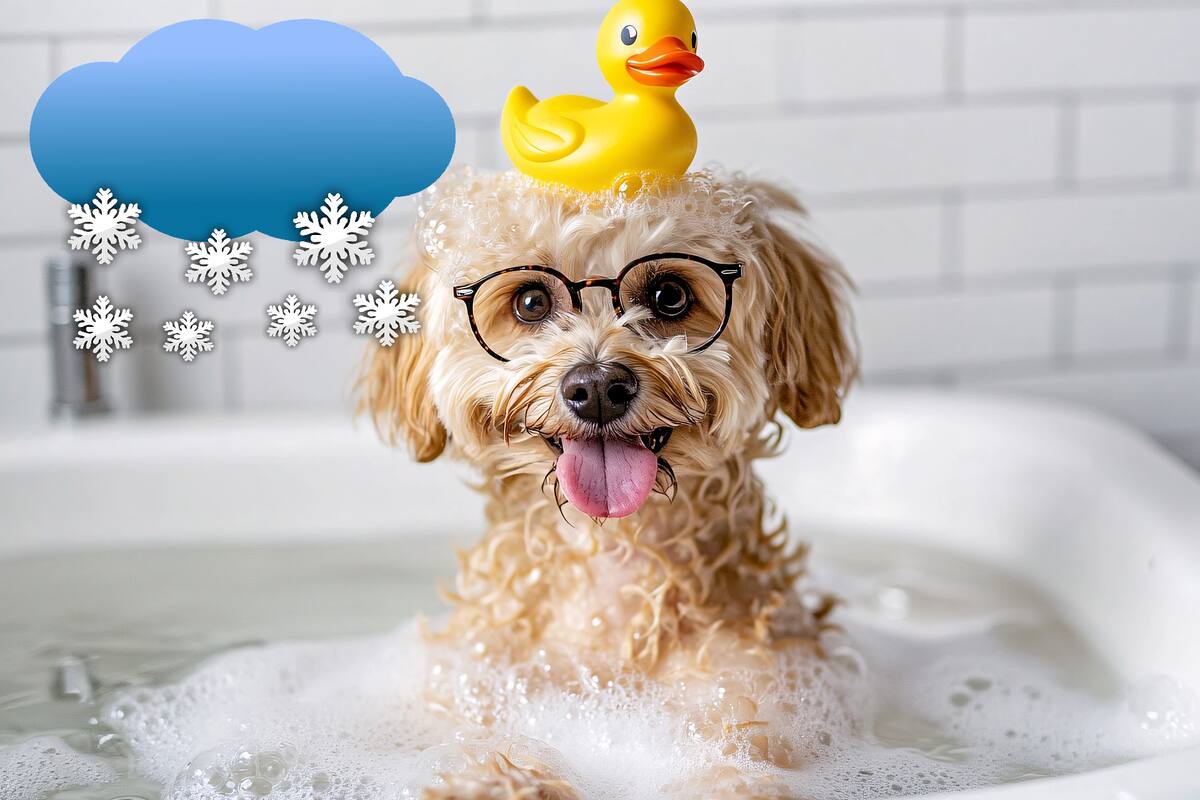 Cuatro consejos para bañar a tu Perro en la temporada de frío de forma segura