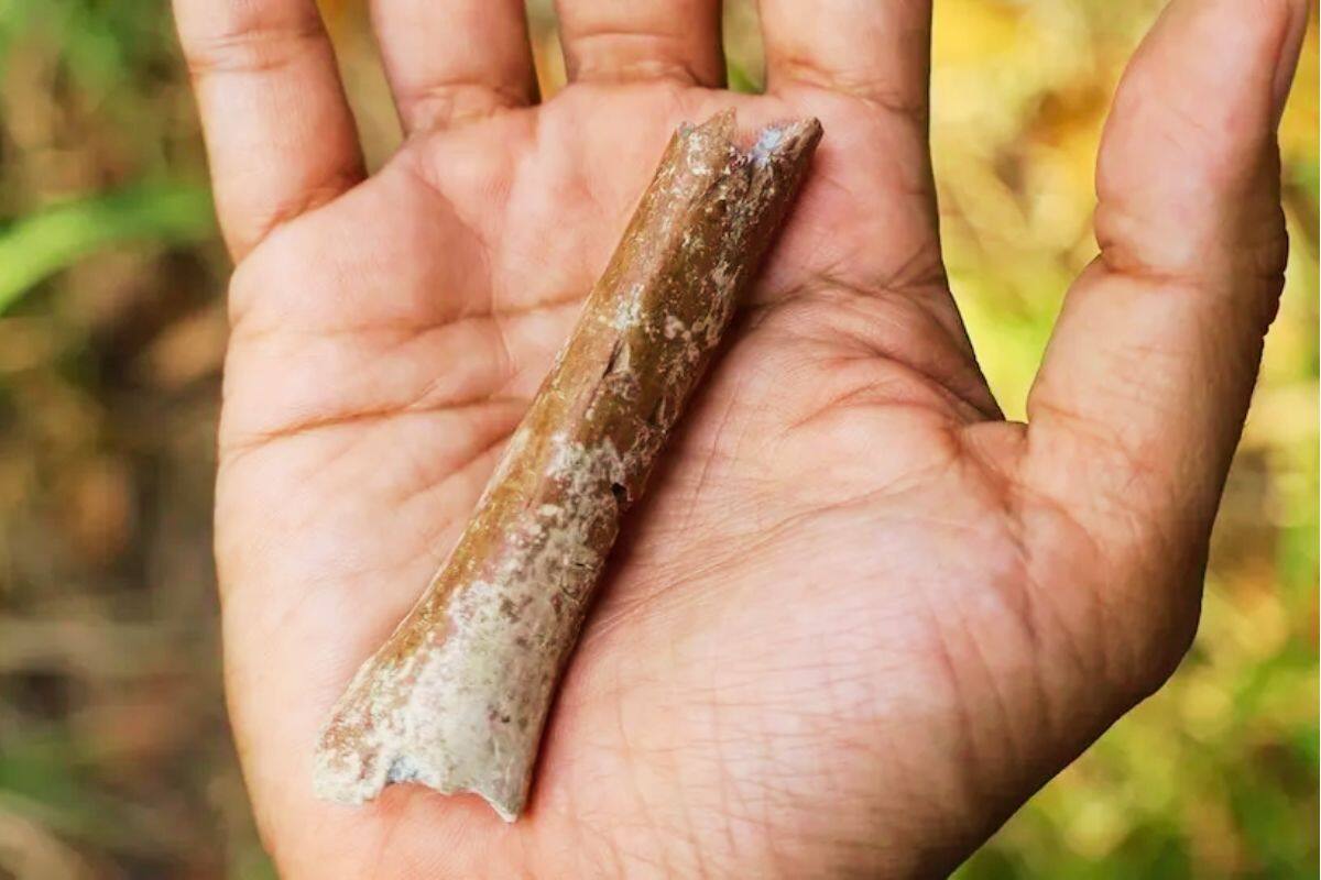 Fósiles revelan especie humana de ‘hobbits’ en Indonesia hace 700 mil años