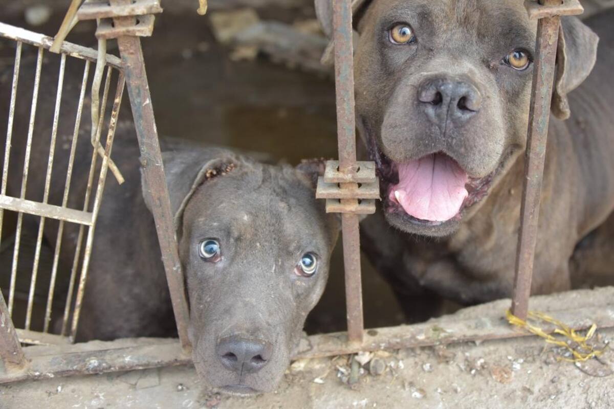 Cierra la 1ra jornada nacional contra la Rickettsiosis