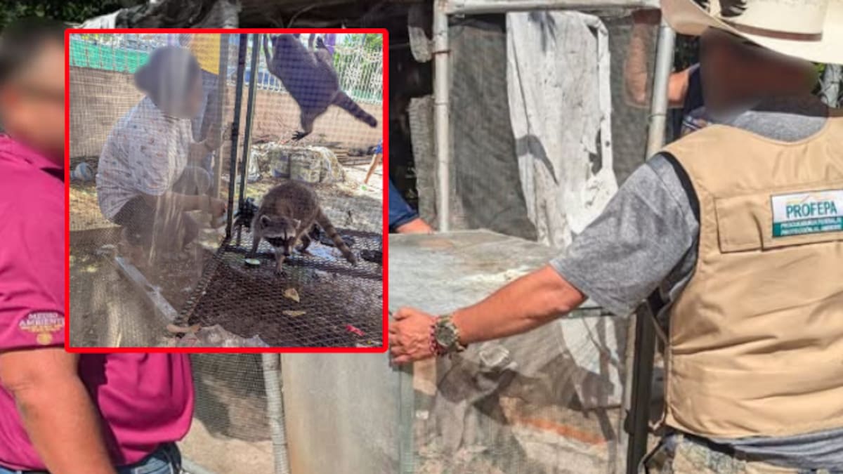Rescatan a dos mapaches en cautiverio dentro de vivienda en Campeche; podrían volver a su hábitat