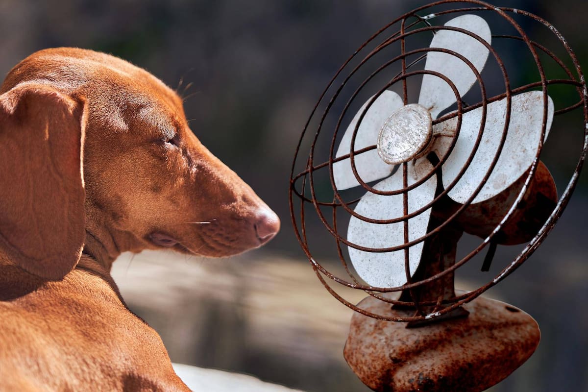 ¿Le cortas el pelo a tu lomito en época de calor? Un experto de la UNAM explica lo que sucede con esta práctica errada y las graves consecuencias para su salud