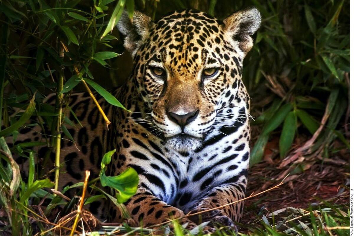 El jaguar sigue en peligro de extinción en México