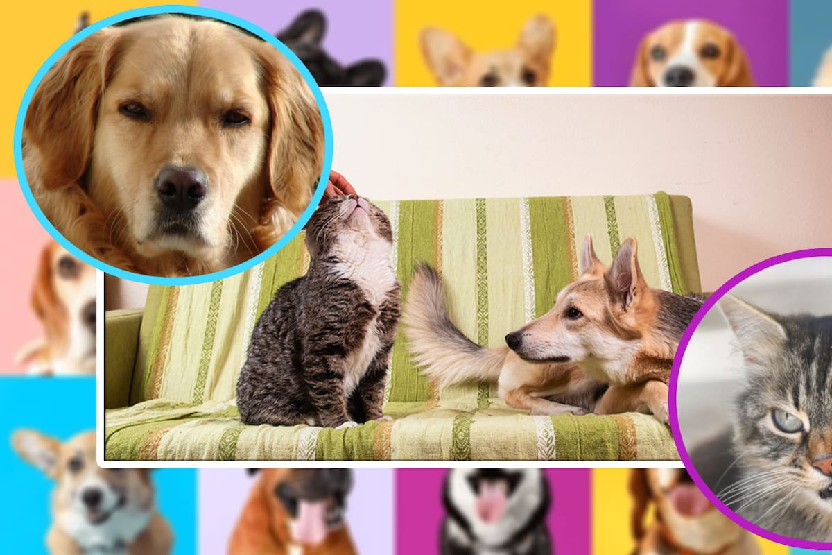 ¿Las mascotas sienten celos? Estas son las señales que lo confirman