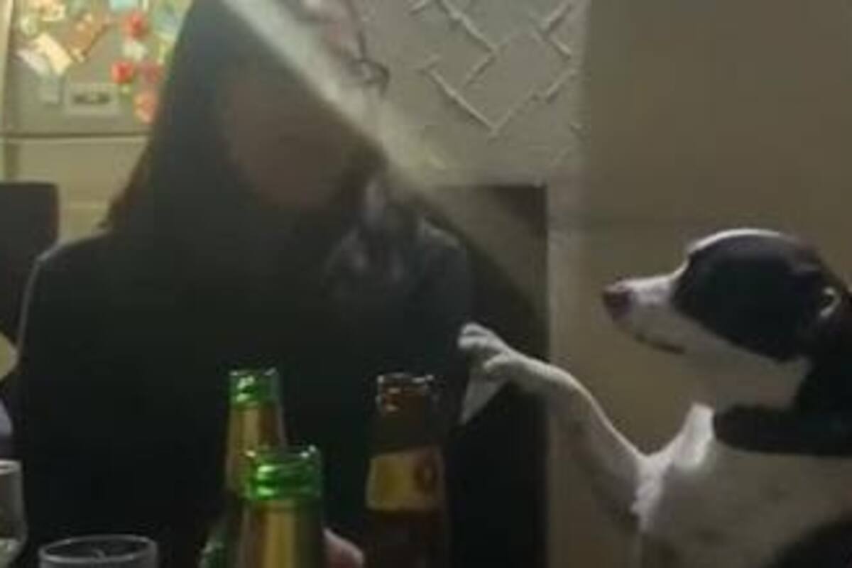 TikTok: Perrito acompaña a su dueña a una fiesta