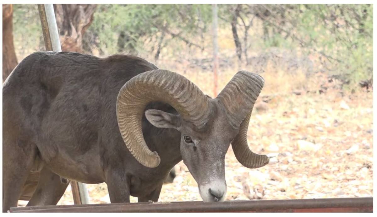 Sólo se permitirá cazar un ejemplar de borrego cimarrón. FOTO: BANCO DIGITAL GH