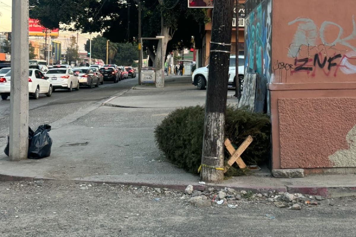 Recolectan más de 2 mil árboles de Navidad en campaña de reciclaje en Tijuana