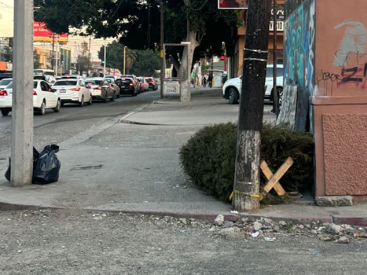Recolectan más de 2 mil árboles de Navidad en campaña de reciclaje en Tijuana