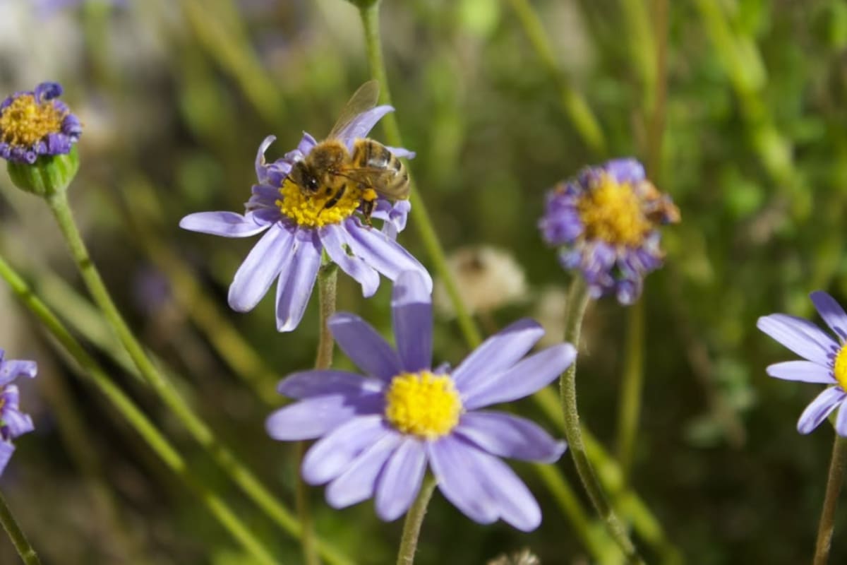 ¿Sienten las abejas la llegada de una tormenta? Investigaciones revelan que las abejas modifican radicalmente sus patrones de vuelo y defensa dentro de la colmena ante la llegada de huracanes
