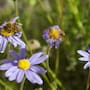 ¿Sienten las abejas la llegada de una tormenta? Investigaciones revelan que las abejas modifican radicalmente sus patrones de vuelo y defensa dentro de la colmena ante la llegada de huracanes