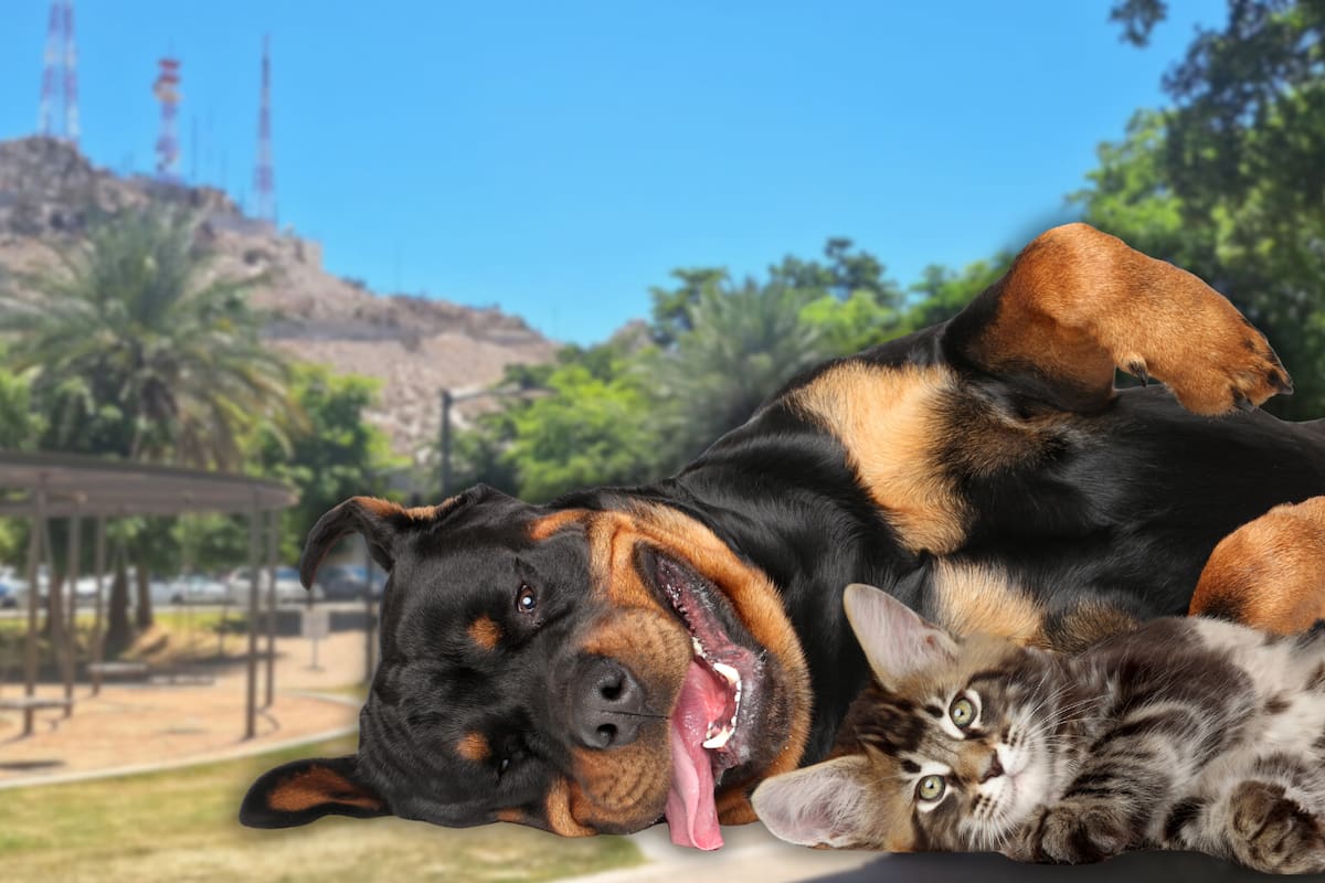 Hay jornada para adoptar perros y gatos este domingo en el Parque Ignacio Madero