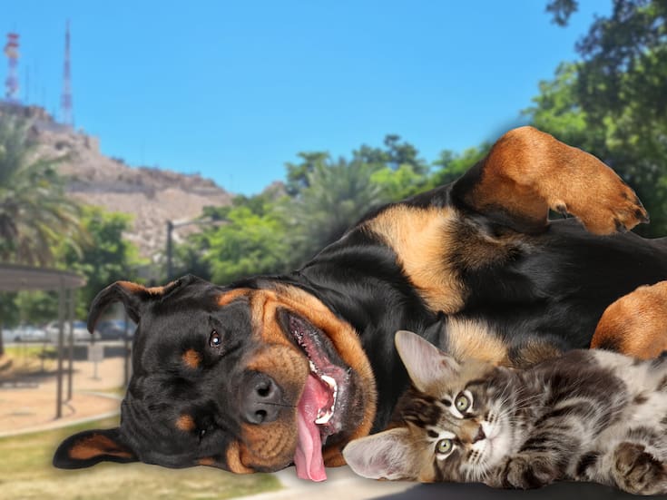 Hay jornada para adoptar perros y gatos este domingo en el Parque Ignacio Madero