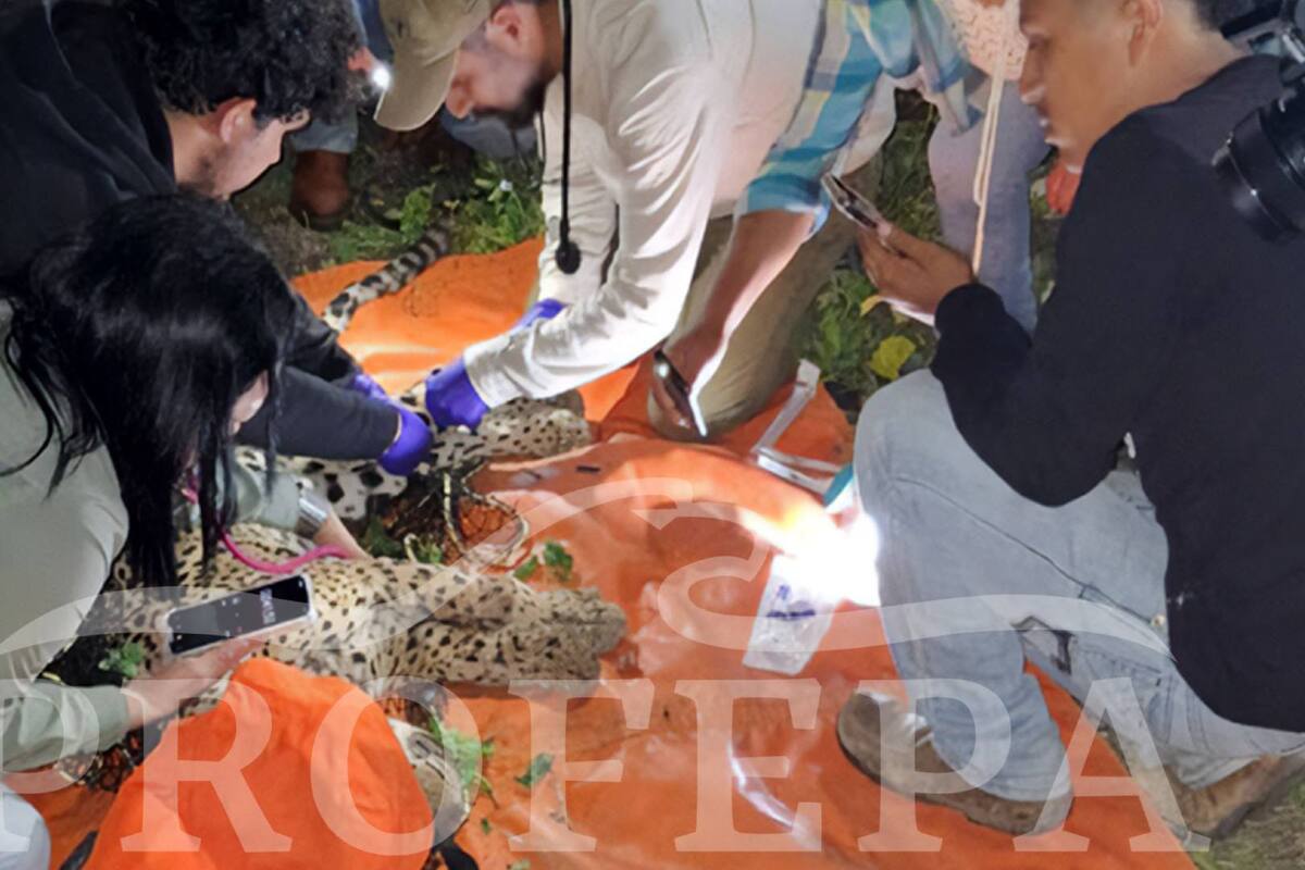 Capturan a jaguar con fractura del maxilar deambulando en basurero en Hidalgo (Foto y video)