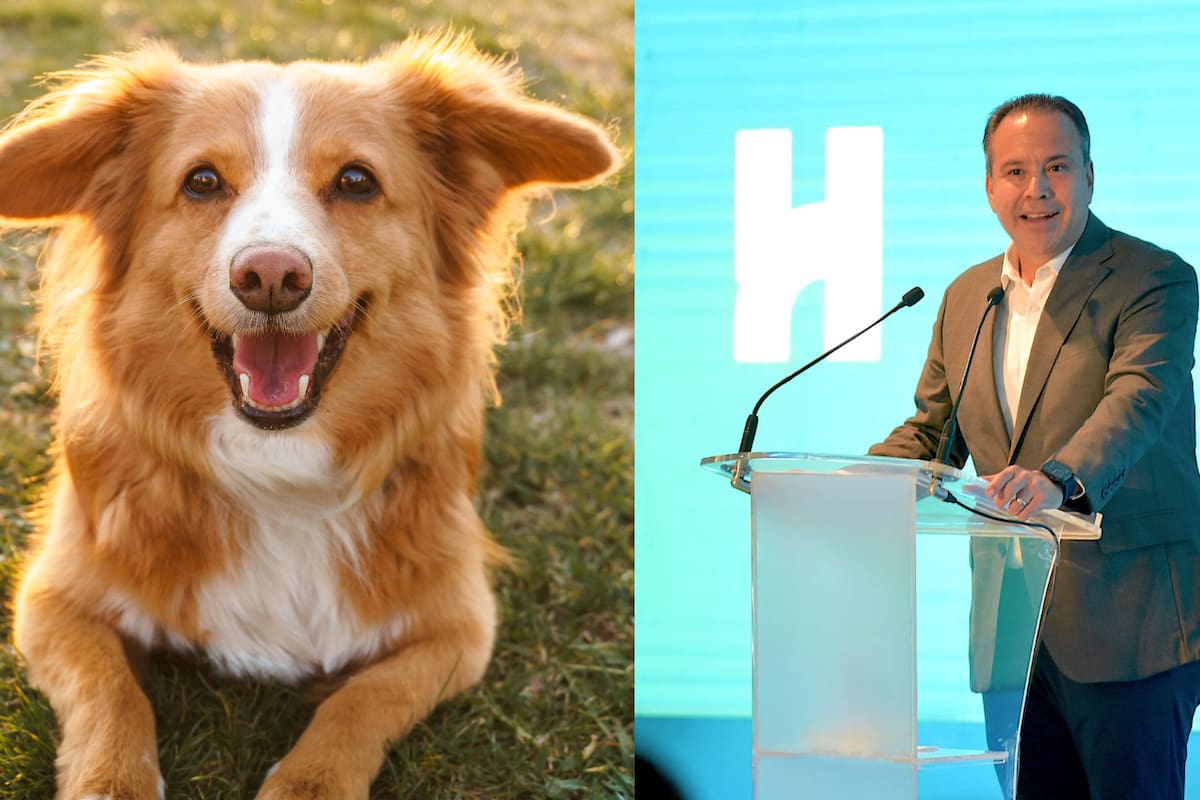 Crea Registro Único de Animales de Compañía “Huellita Segura”