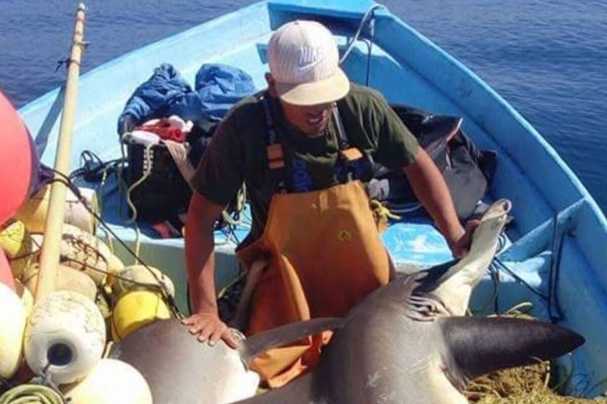 Inicia en Ensenada la veda de tiburones y rayas