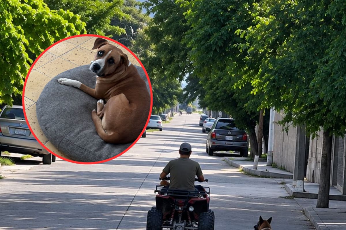 El perro arrastrado detrás de una cuatrimoto ya está bajo resguardo en Álamos Dog Foundation tras difundirse el video del maltrato animal en redes, mientras la Fiscalía detuvo a un hombre señalado por el caso