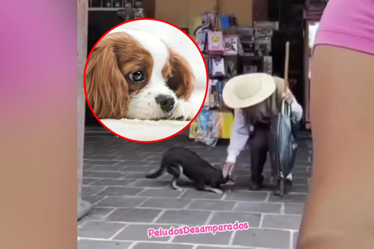 Van por “viejito” captado abusando de perrito en plaza pública de Edomex, los acariciaba para que “nadie sospechara”; alcalde promete castigo contundente