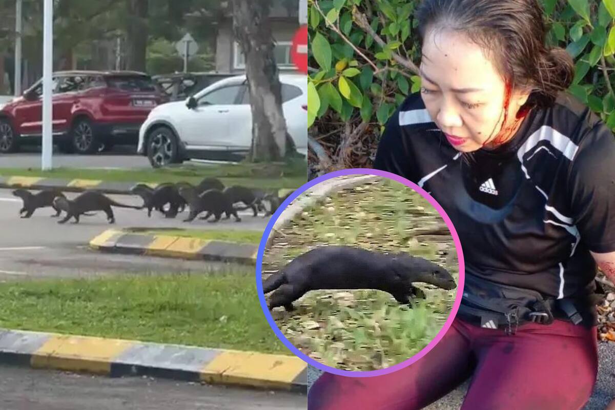 Mujer queda ensangrentada y llorando después de ser atacada por una pandilla de nutrias