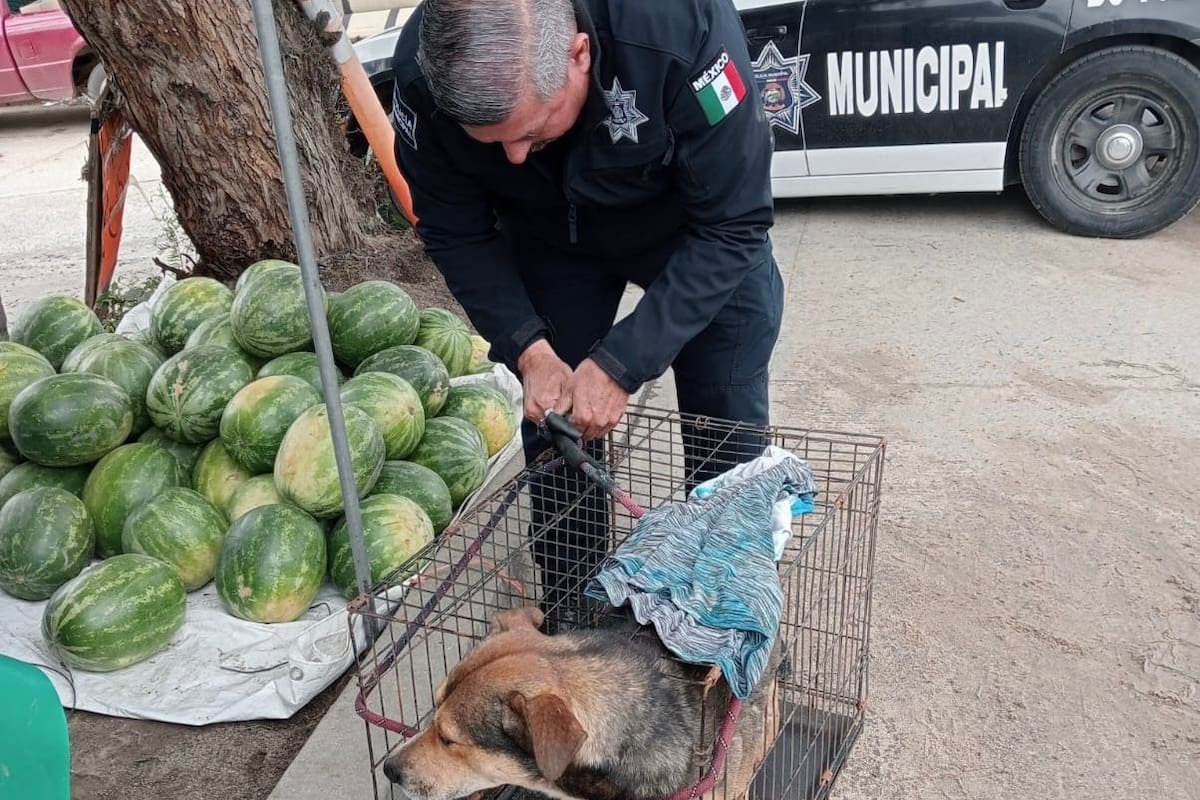 Elementos de la Policía Ecológica rescatan a canino lesionado tras presunto atropellamiento en la colonia Munguía