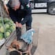 Elementos de la Policía Ecológica rescatan a canino lesionado tras presunto atropellamiento en la colonia Munguía