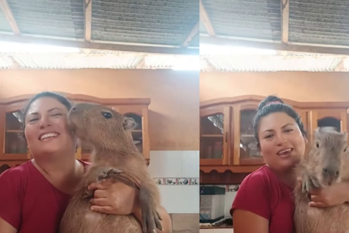 Mujer en Perú se vuelve viral por bailar alegremente con su capibara en la cocina.