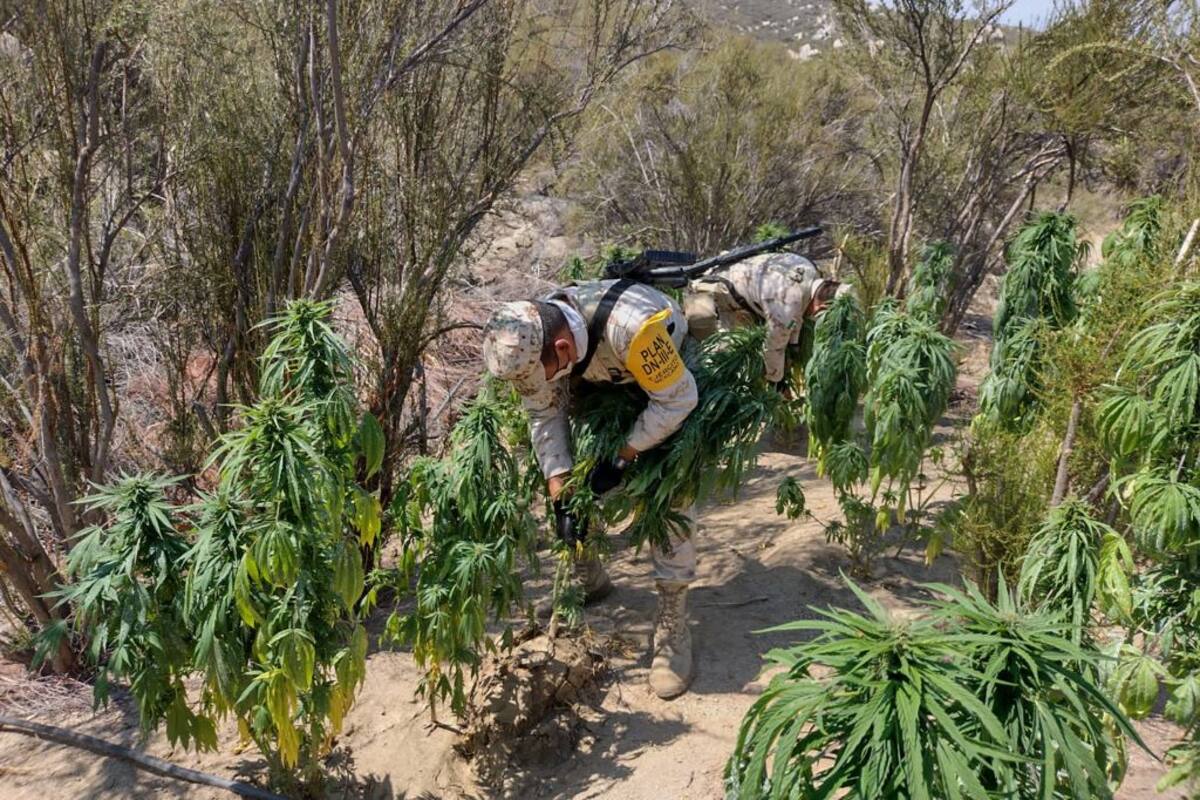 Ejército Mexicano destruye Plantíos de mariguana en Baja California.
