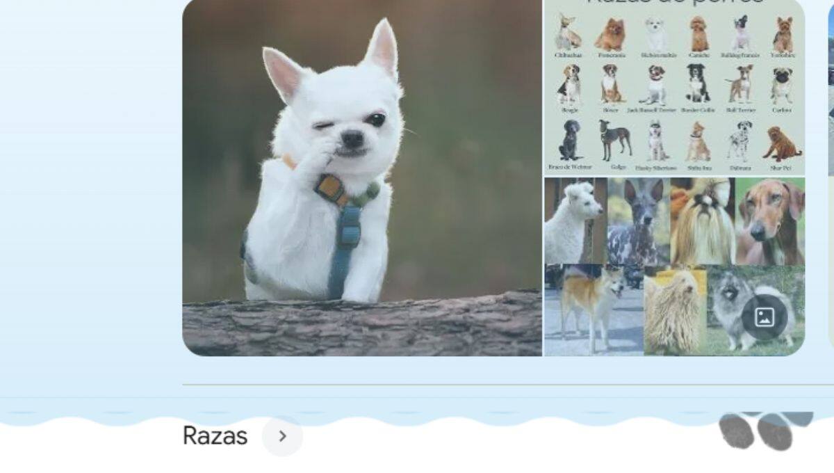 Al buscar "perro" o "gato" en Google, aparece un icono interactivo que deja huellas en la pantalla acompañadas de ladridos o maullidos