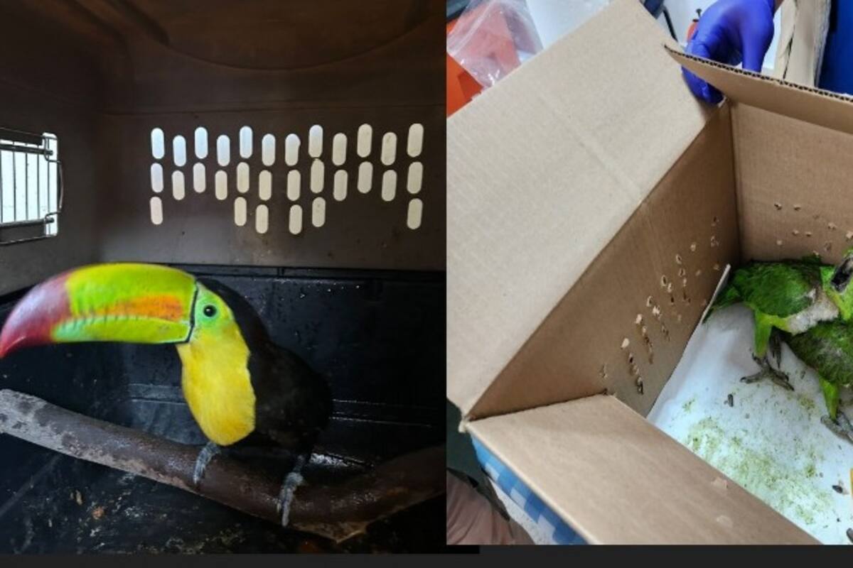 Resguardan a 23 pericos y a un tucán