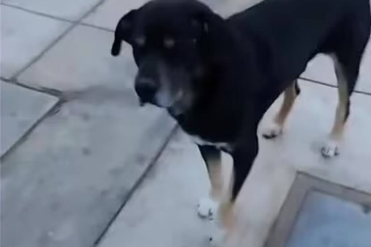 Perro herido llega solo a la veterinaria: video conmueve a usuarios