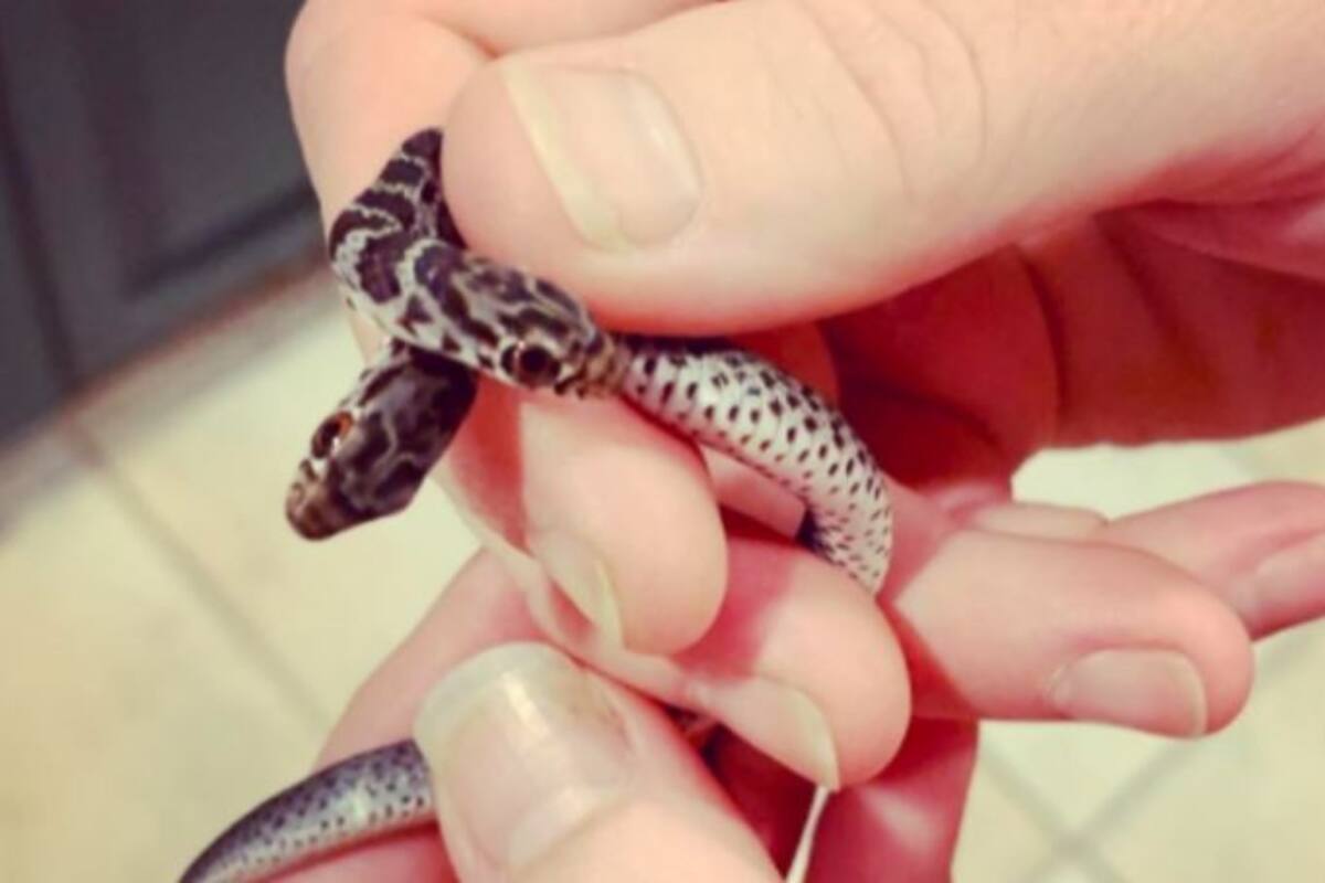 Gato captura a una serpiente de dos cabezas