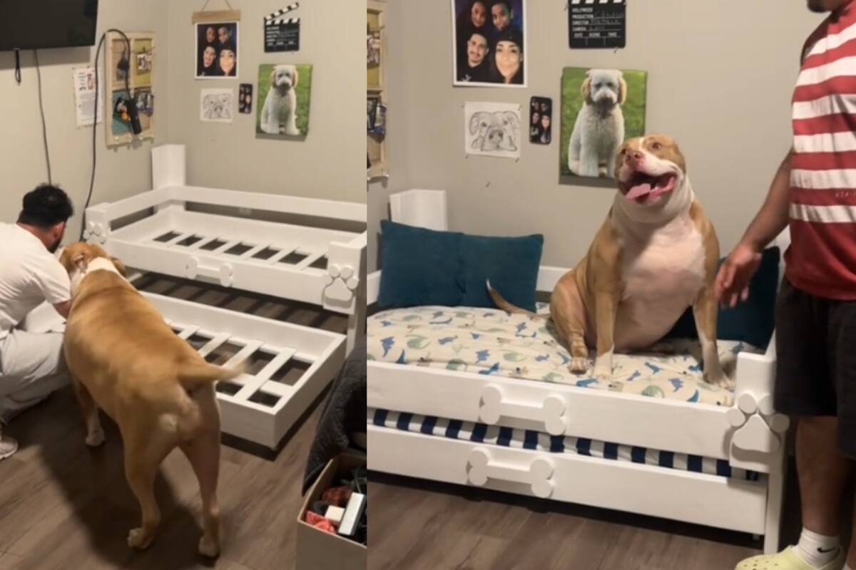 Dueños muestran la tierna reacción de su pitbull al recibir su cama nueva