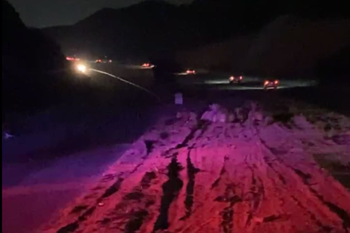 Vacas provocan accidente vial en el bulevar 2000