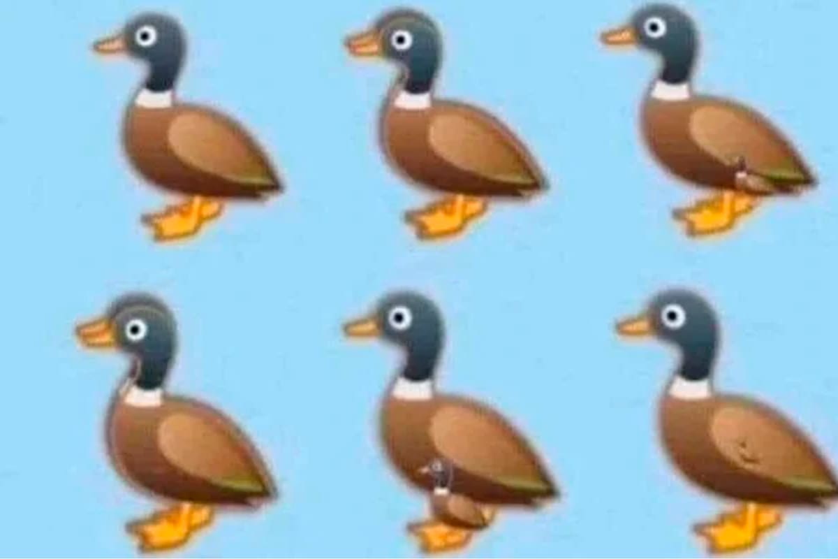 Reto viral: ¿Cuántos patos puedes ver en esta imagen?