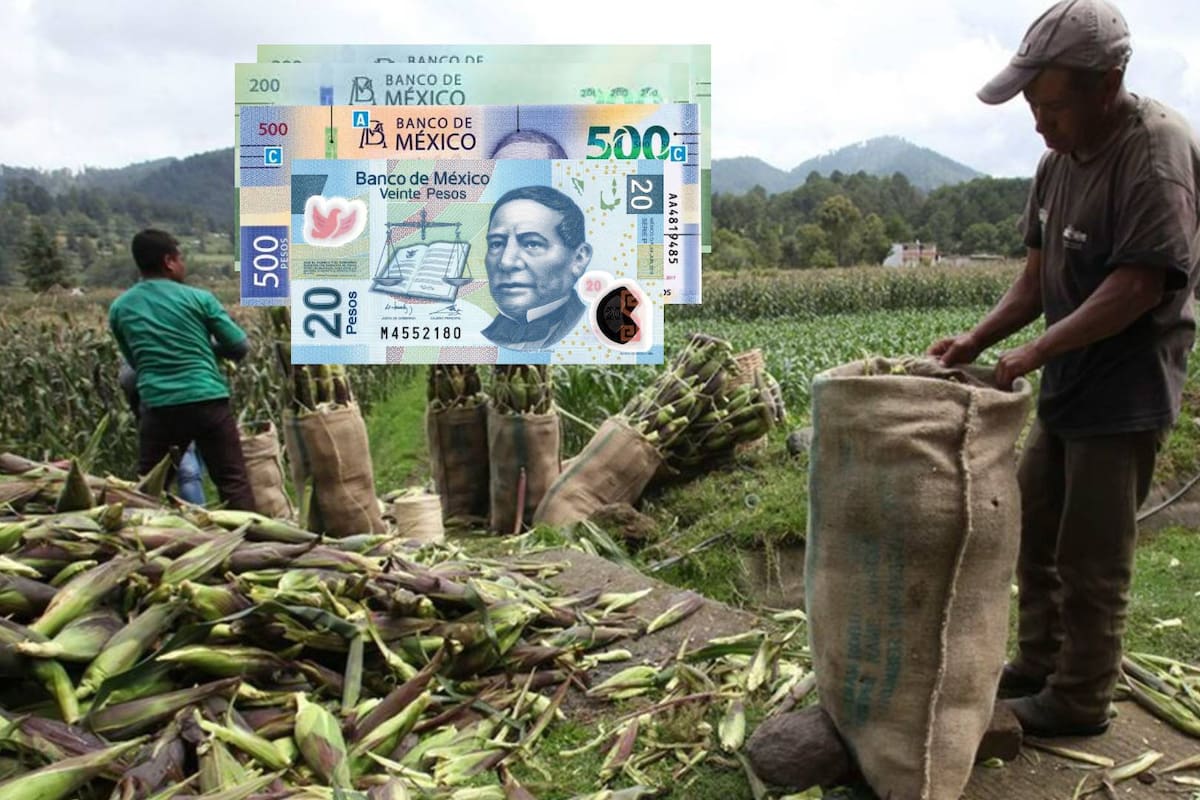 Publican apoyos para productores de maíz en Jalisco, Guanajuato y Michoacán; intentan parar la crisis de precios