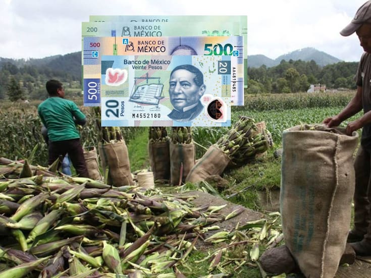 Publican apoyos para productores de maíz en Jalisco, Guanajuato y Michoacán; intentan parar la crisis de precios