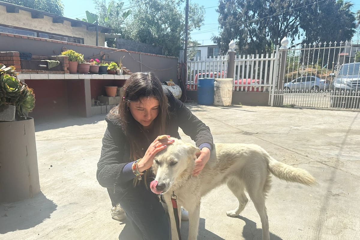 Emiten recomendaciones para prevenir proliferación de garrapatas