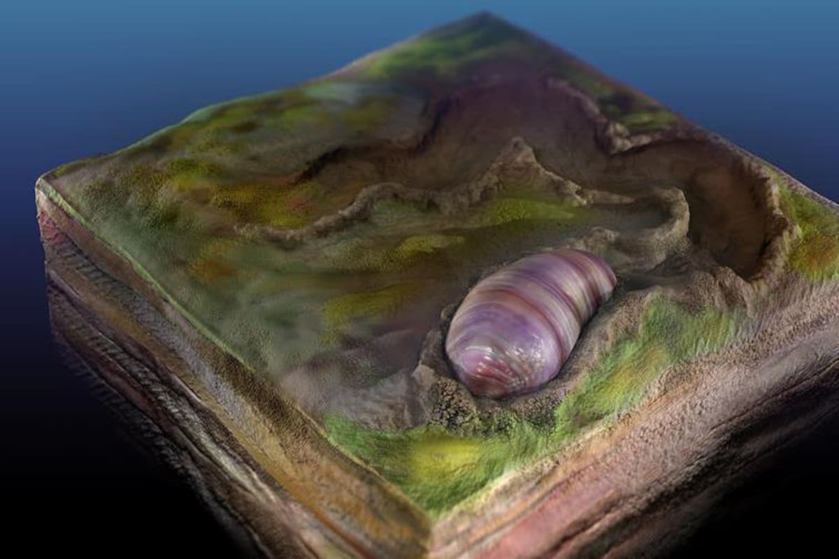 Ancestro de todos los animales estaría en un fósil de Australia