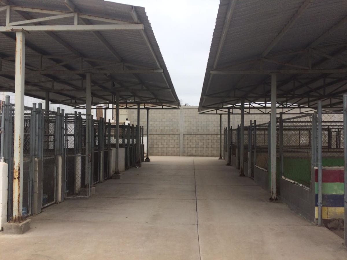 Tras el anuncio de la alcaldesa Rocío Adame Muñoz de implementar operativos para retirar a todos los perros de la calle, defensores del bienestar animal pidieron claridad sobre el destino que tendrán los animales capturados. Foto: Carmen Gutierrez