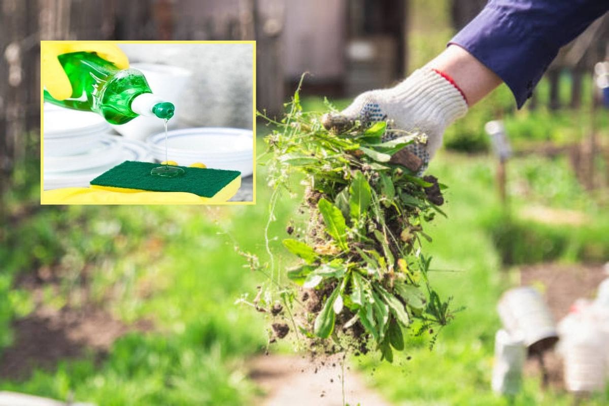Cómo utilizar el jabón líquido para eliminar las malas hierbas sin esfuerzo y sin dañar el jardín