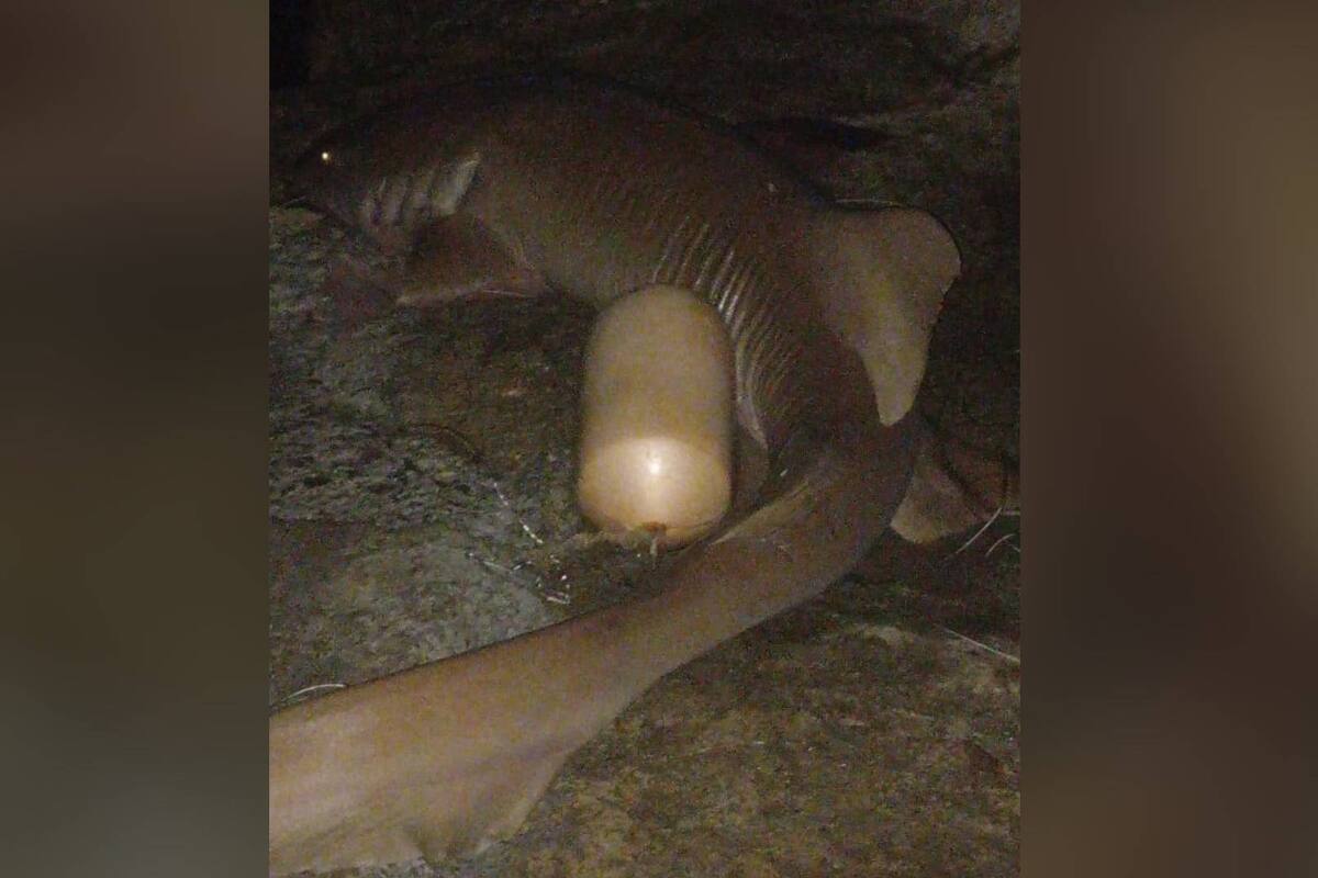 Colombia: Pescadores cazan a tiburón nodriza en venganza tras muerte turista italiano durante ataque