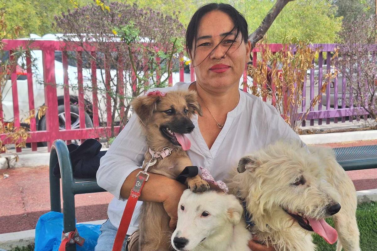 Piden rescatistas apoyo para alimento y medicicinas