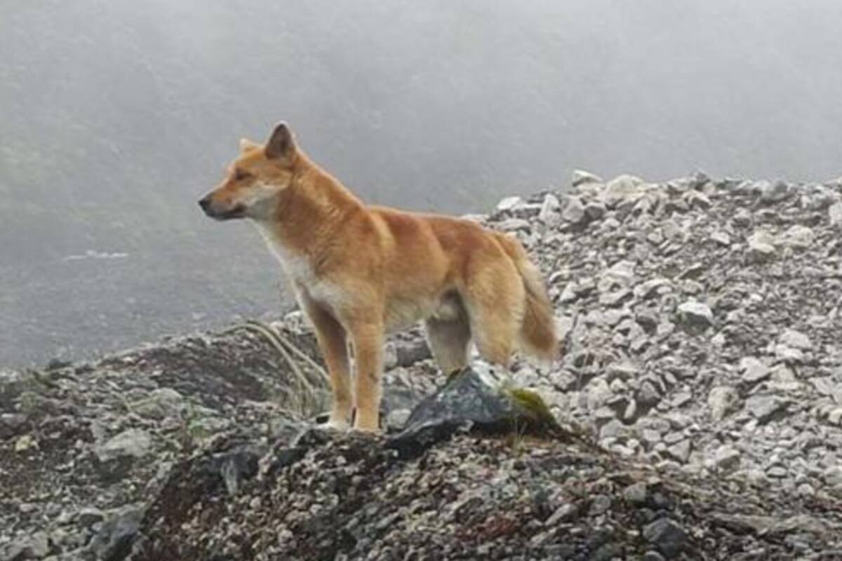 Encuentran ejemplares de perro cantor de Nueva Guinea, especie que se creía extinta