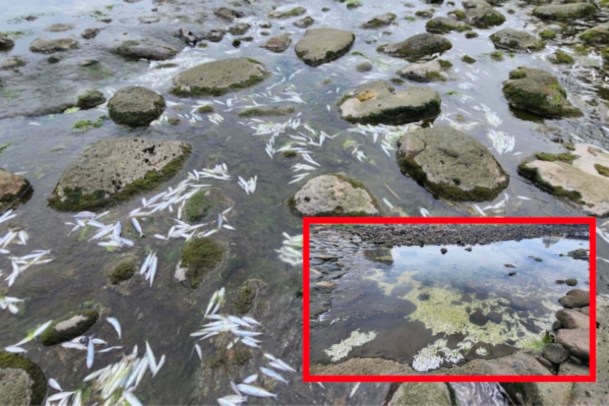 Miles de peces mueren por shock en río de Corea del Sur: salinidad del agua era letal
