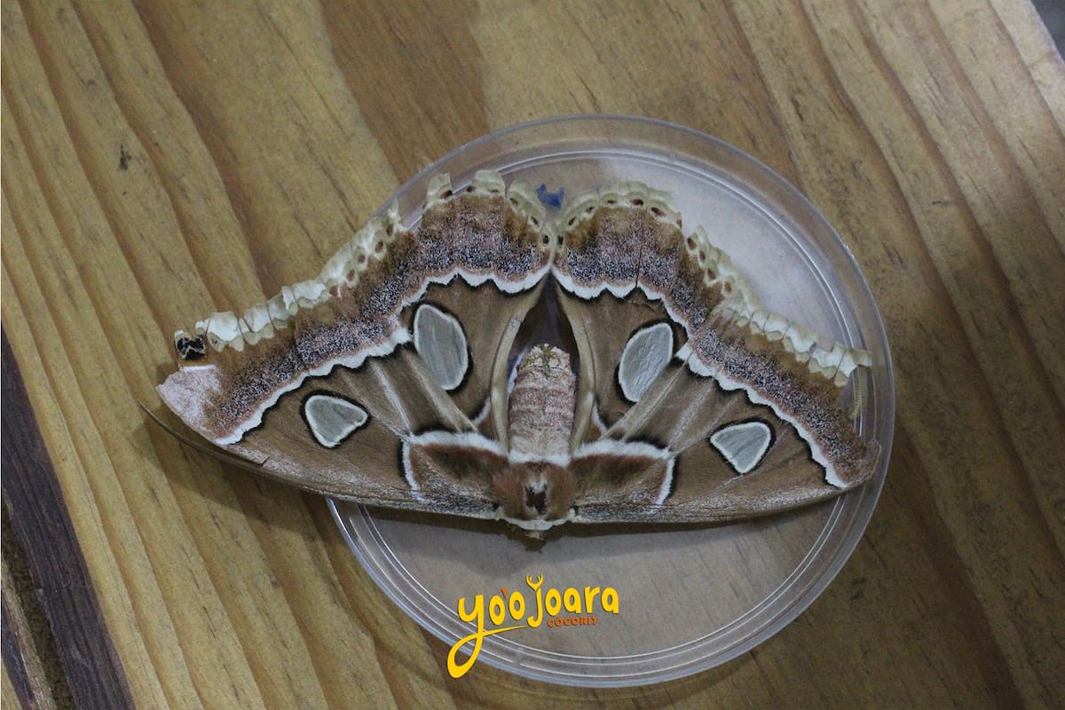 La Cuatro Espejos vuela de nuevo: nacen 80 ejemplares de estas mariposas en Cócorit
