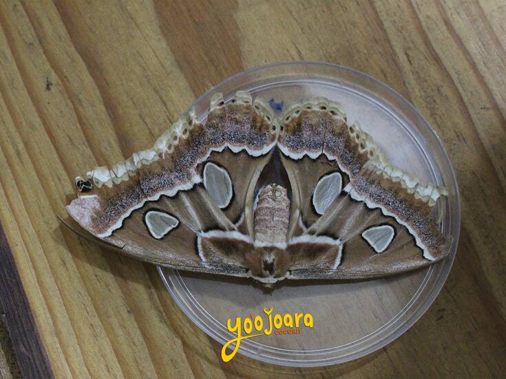 La Cuatro Espejos vuela de nuevo: nacen 80 ejemplares de estas mariposas en Cócorit