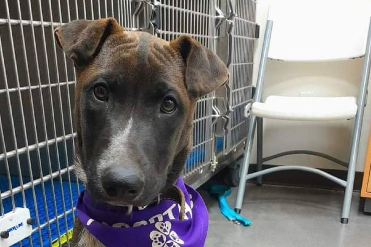 Realizará “4 patas” campaña gratuita de esterilización canina y felina