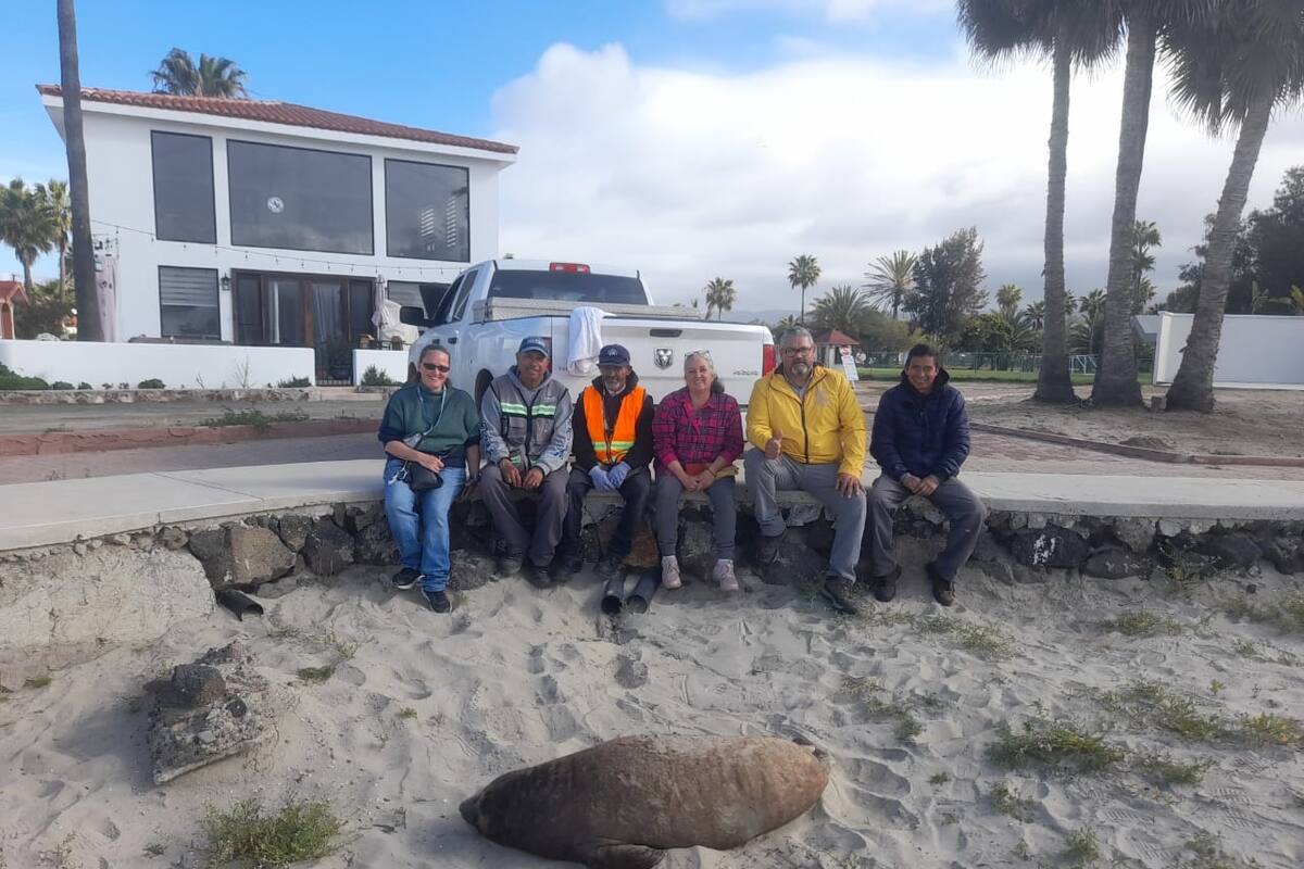 Trasladan foca elefante a la Playa Estero Beach